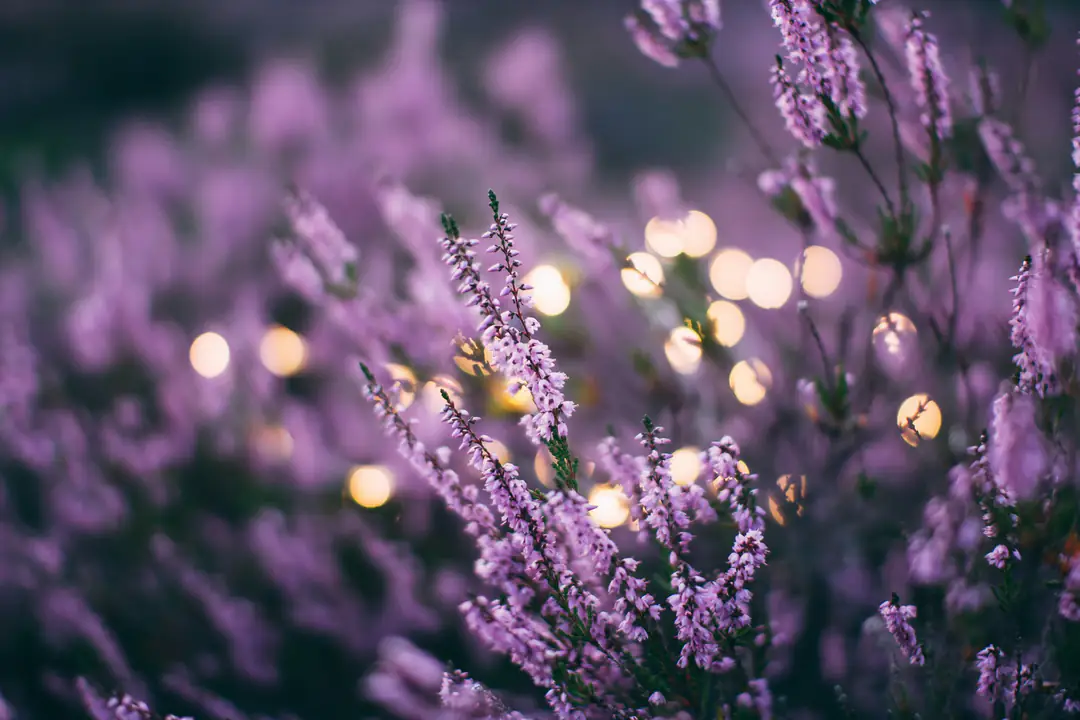 Purple heather in bloom against soft golden points of light