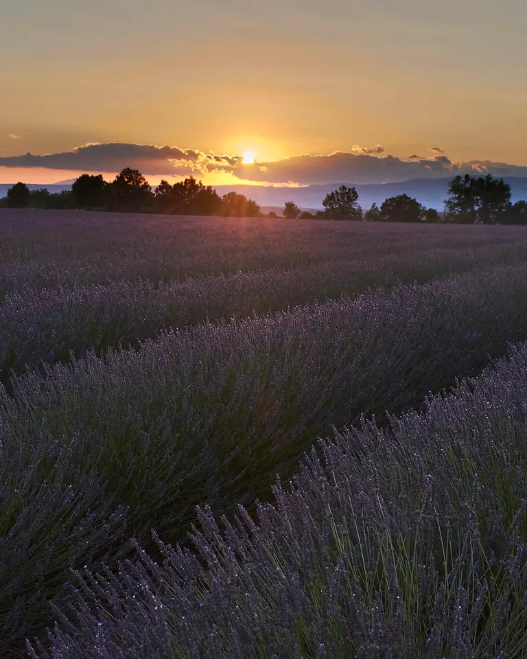 Long rows of lavender running toward a low sun and distant hills