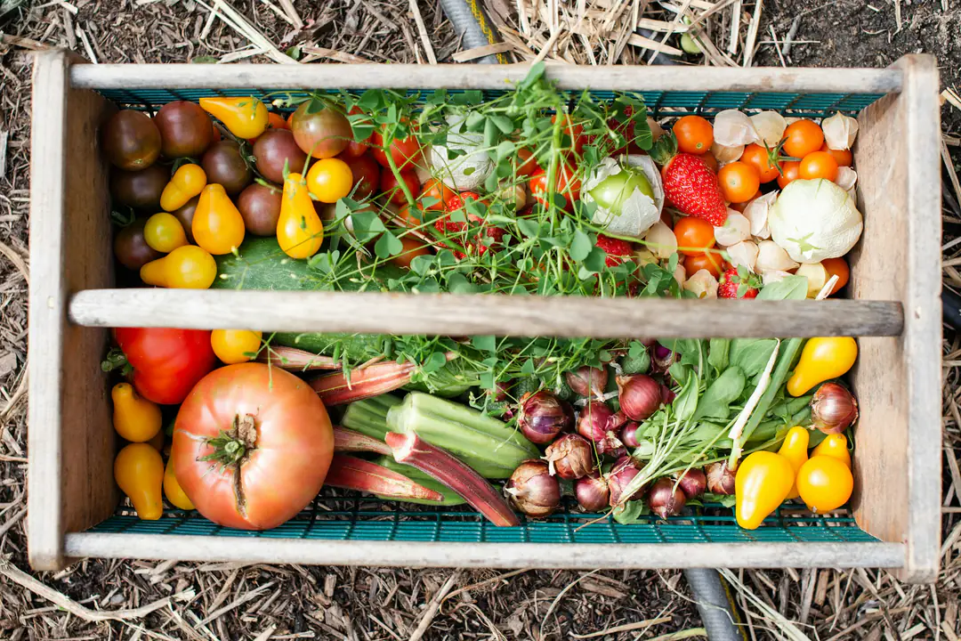 A wooden crate of just-picked tomatoes, peppers, okra and herbs