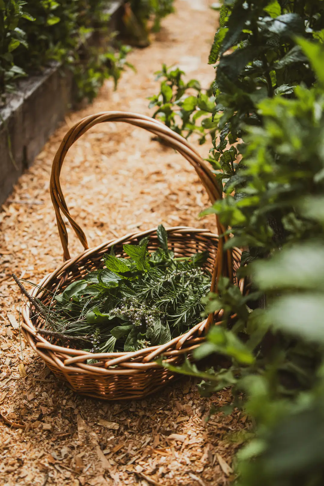A woven basket of freshly cut herbs resting on wood chips in a garden