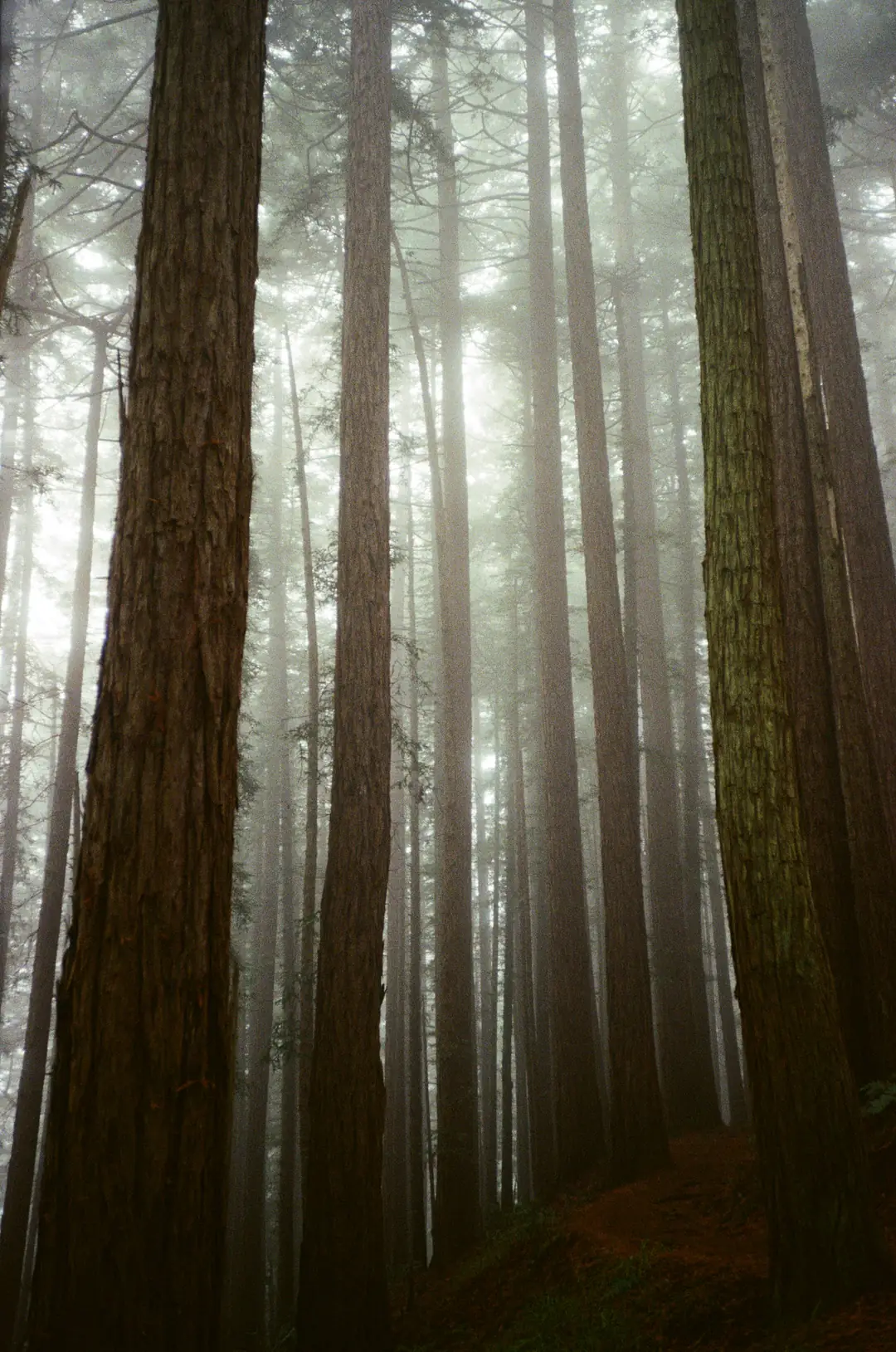 Tall redwood trunks fading into mist in a quiet forest