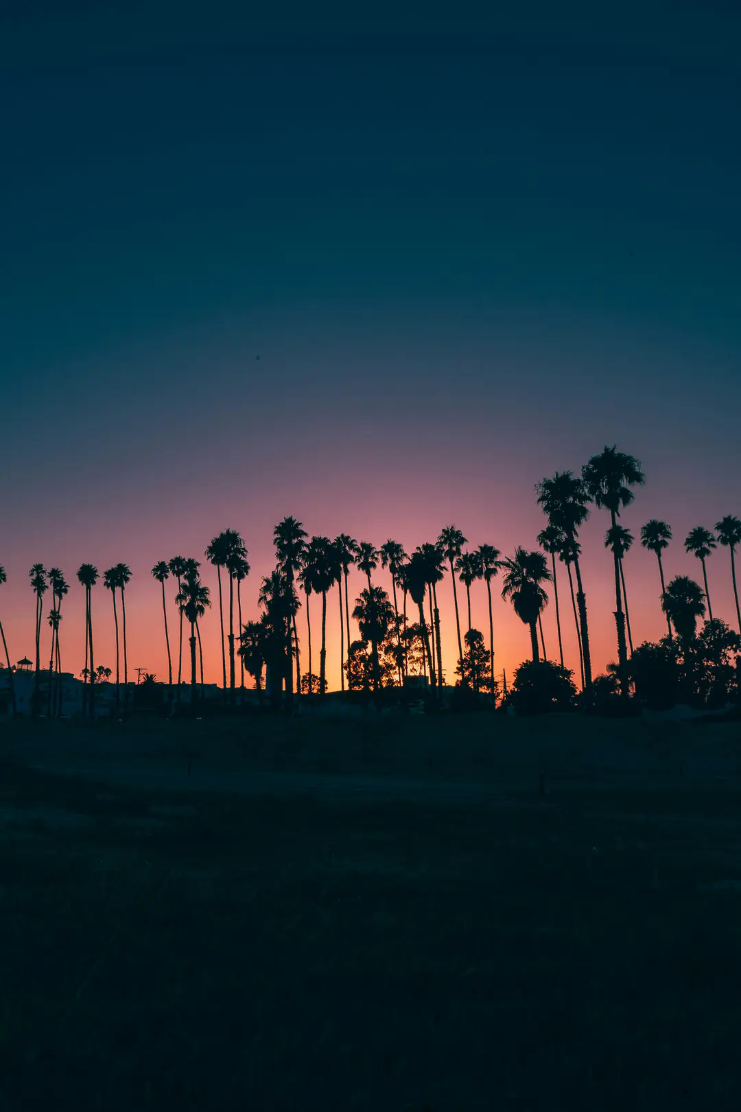 A line of palm silhouettes against a deep blue and coral twilight
